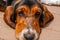 Closeup portrait of a sad basset hound face resting on a brown wooden deck