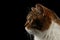 Closeup Portrait Scottish Cat Face, Isolated Black Background, in Profile
