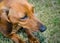 Closeup portrait of short haired red dachshund on grass
