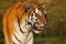 Closeup portrait of a Siberian tiger