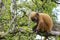 Closeup portrait of a Silvery lutung monkey eating green leaves of a tree