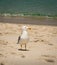 Closeup portrait of a single gull on a sandy tropical beach