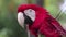 Closeup portrait of a single red-and-green macaw (Ara chloropterus), slide left