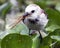 Closeup portrait of a small bird hunting with dragonfly in mouth among green lilies in the Pampas del Yacuma, Bolivia