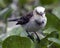 Closeup portrait of a small bird hunting with dragonfly in mouth among green lilies in the Pampas del Yacuma, Bolivia