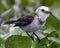 Closeup portrait of a small bird hunting with dragonfly in mouth among green lilies in the Pampas del Yacuma, Bolivia