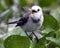 Closeup portrait of a small bird hunting with dragonfly in mouth among green lilies in the Pampas del Yacuma, Bolivia