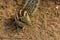 Closeup portrait of a small fluffy Indian palm squirrel