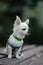 Closeup portrait of small short-haired miniature funny beige mini chihuahua dog,