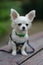 Closeup portrait of small short-haired miniature funny beige mini chihuahua dog,