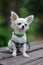 Closeup portrait of small short-haired miniature funny beige mini chihuahua dog,