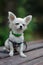 Closeup portrait of small short-haired miniature funny beige mini chihuahua dog,