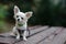 Closeup portrait of small short-haired miniature funny beige mini chihuahua dog,