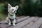 Closeup portrait of small short-haired miniature funny beige mini chihuahua dog,