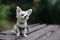 Closeup portrait of small short-haired miniature funny beige mini chihuahua dog,