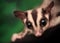 Closeup portrait of small sugar glider