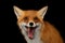 Closeup Portrait of Smiled Red Fox Isolated on black