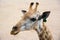 Closeup portrait of a smiling giraffe on the sand background