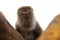 Closeup Portrait of Smiling Happy Long Tailed Macaque