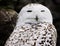 Closeup portrait of a Snowy Owl
