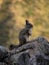 Closeup portrait of a Southern viscacha vizcacha rodent Lagidium viscacia standing on rock in Cordillera Huayhuash Peru