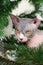 Closeup portrait of Sphynx Cat with yellow eyes sits surrounded by green branches of Xmas tree