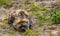 Closeup portrait of a spotted hyena laying on the ground, wild dog from the desert of Africa