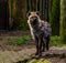 Closeup portrait of a spotted hyena, Wild mammal from the desert of africa