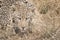 Closeup portrait of a stalking african leopard in the dry grass