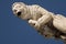 Closeup portrait of a stone gargoyle in Valencia, Spain.