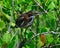 Closeup portrait of a Striated heron on a tree branch