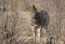 Closeup portrait of striped zebra with smart big black eyes on African savanna chewing a dry bush. Safari in Namibia.