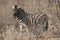 Closeup portrait of striped zebra with smart big black eyes on African savanna chewing a dry bush. Safari in Namibia.