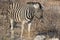 Closeup portrait of striped zebra with smart big black eyes on African savanna chewing a dry bush. Safari in Namibia.