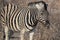 Closeup portrait of striped zebra with smart big black eyes on African savanna chewing a dry bush. Safari in Namibia.