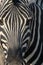 Closeup portrait of striped zebra with smart big black eyes on African savanna chewing a dry bush. Safari in Namibia.