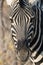 Closeup portrait of striped zebra with smart big black eyes on African savanna chewing a dry bush. Safari in Namibia.