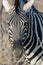 Closeup portrait of striped zebra with smart big black eyes on African savanna chewing a dry bush. Safari in Namibia.