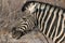 Closeup portrait of striped zebra with smart big black eyes on African savanna chewing a dry bush. Safari in Namibia.