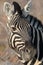 Closeup portrait of striped zebra with smart big black eyes on African savanna chewing a dry bush. Safari in Namibia.