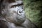 closeup portrait of a strong gorilla