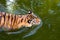 Closeup portrait of a swimming tiger top view