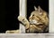 Closeup Portrait of a Tabby Cat Hanging Out on the Deck