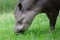 Closeup portrait of a tapir eating