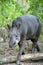 Closeup portrait of tapir looking into camera