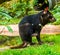 Closeup portrait of a tasmanian devil, Endangered animal specie from Tasmania in Australia