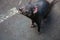 Closeup portrait of the Tasmanian devil Sarcophilus harrisii waiting feeding in the zoo.