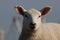 Closeup portrait of a texel sheep grazing in farm pasture