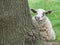 Closeup portrait of a texel sheep grazing in farm pasture near tree
