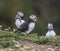 A closeup portrait of three puffins with fish in beak